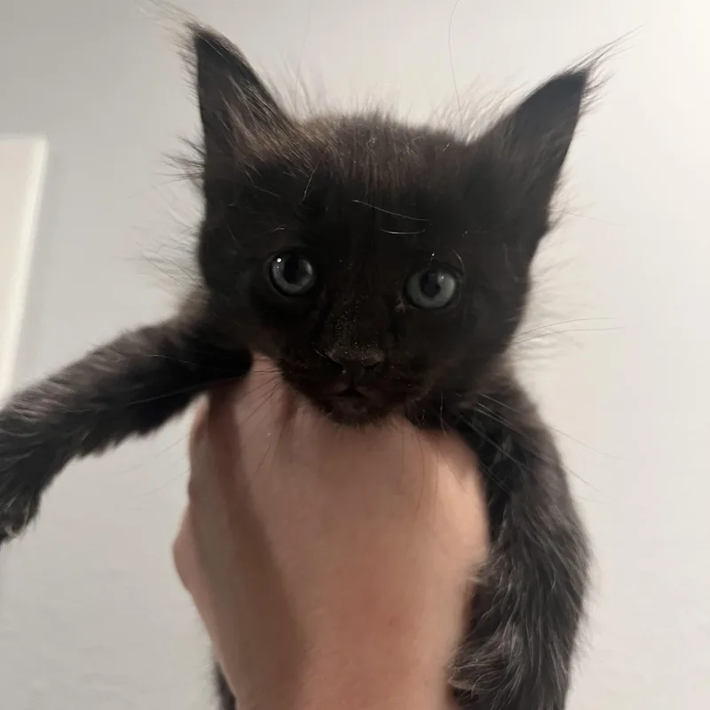 Lucy Van thumbnail 2