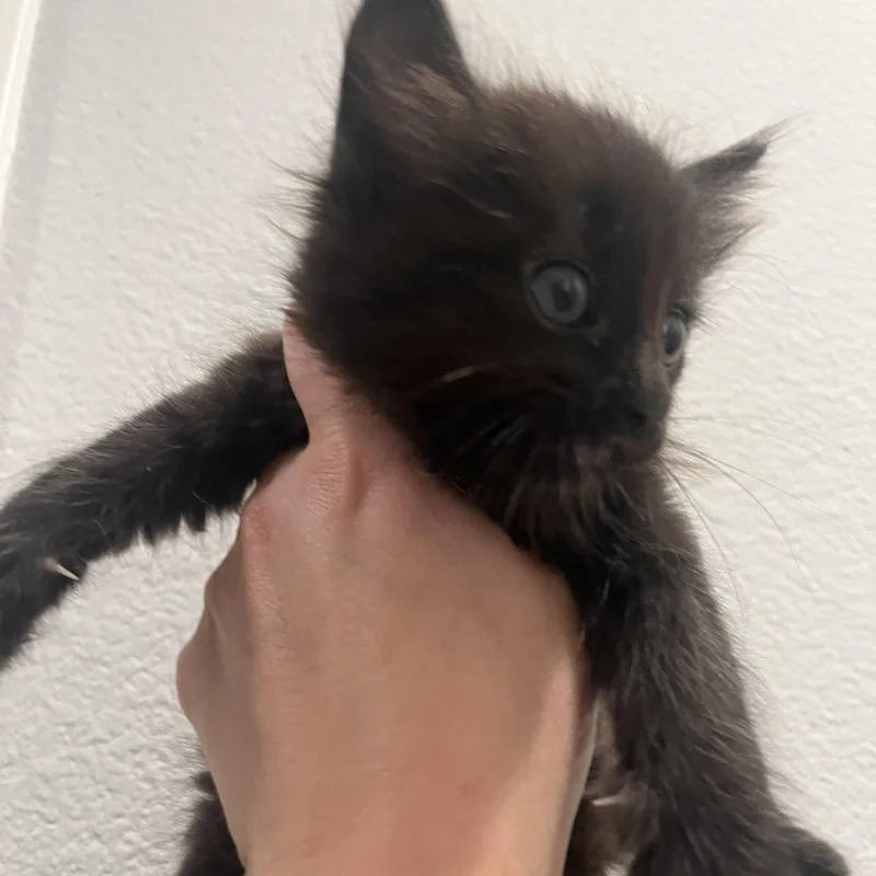 Lucy Van thumbnail 3