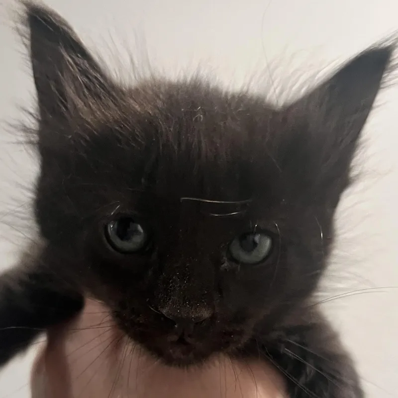 A baby medium-sized female Black Domestic Long Hair cat named Lucy Van for adoption in Santa Ana, CA