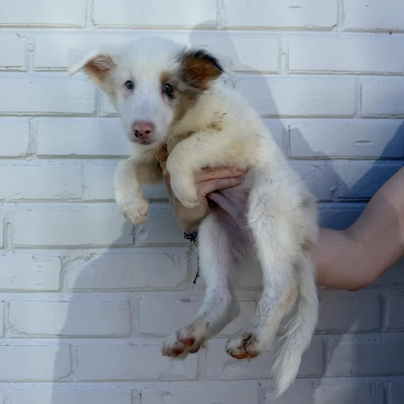 A baby small-sized male Shetland Sheepdog / Sheltie dog named Fuzzy Wuzzy for adoption in Northbrook, IL