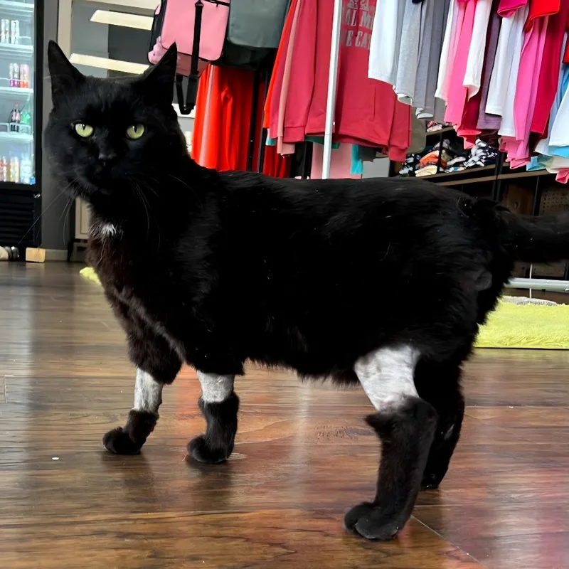 An adult large-sized male Black Domestic Short Hair cat named Amos for adoption in Nashville, TN
