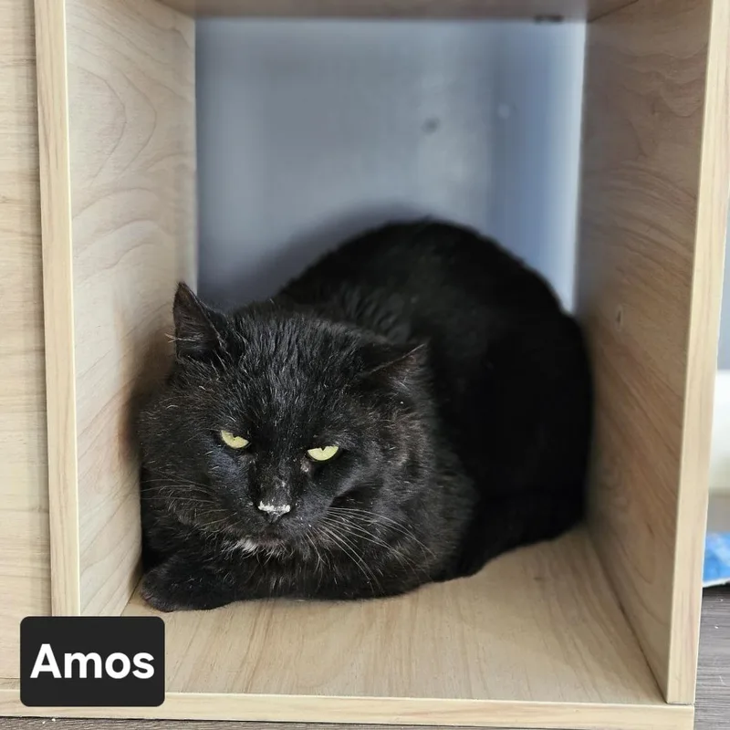 Amos thumbnail 5