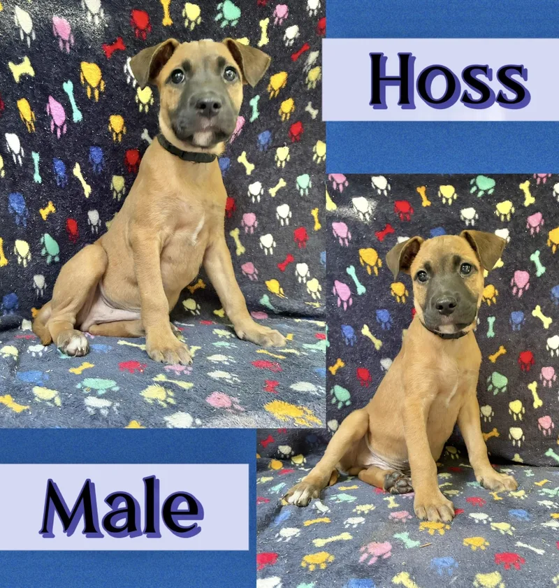 Hoss
