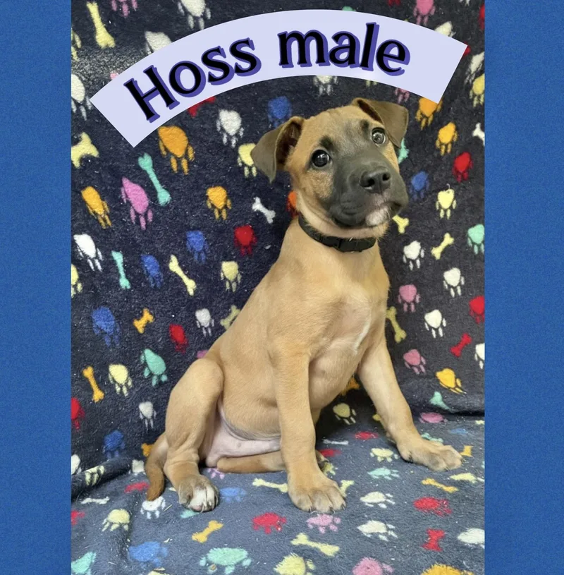 Hoss thumbnail 2