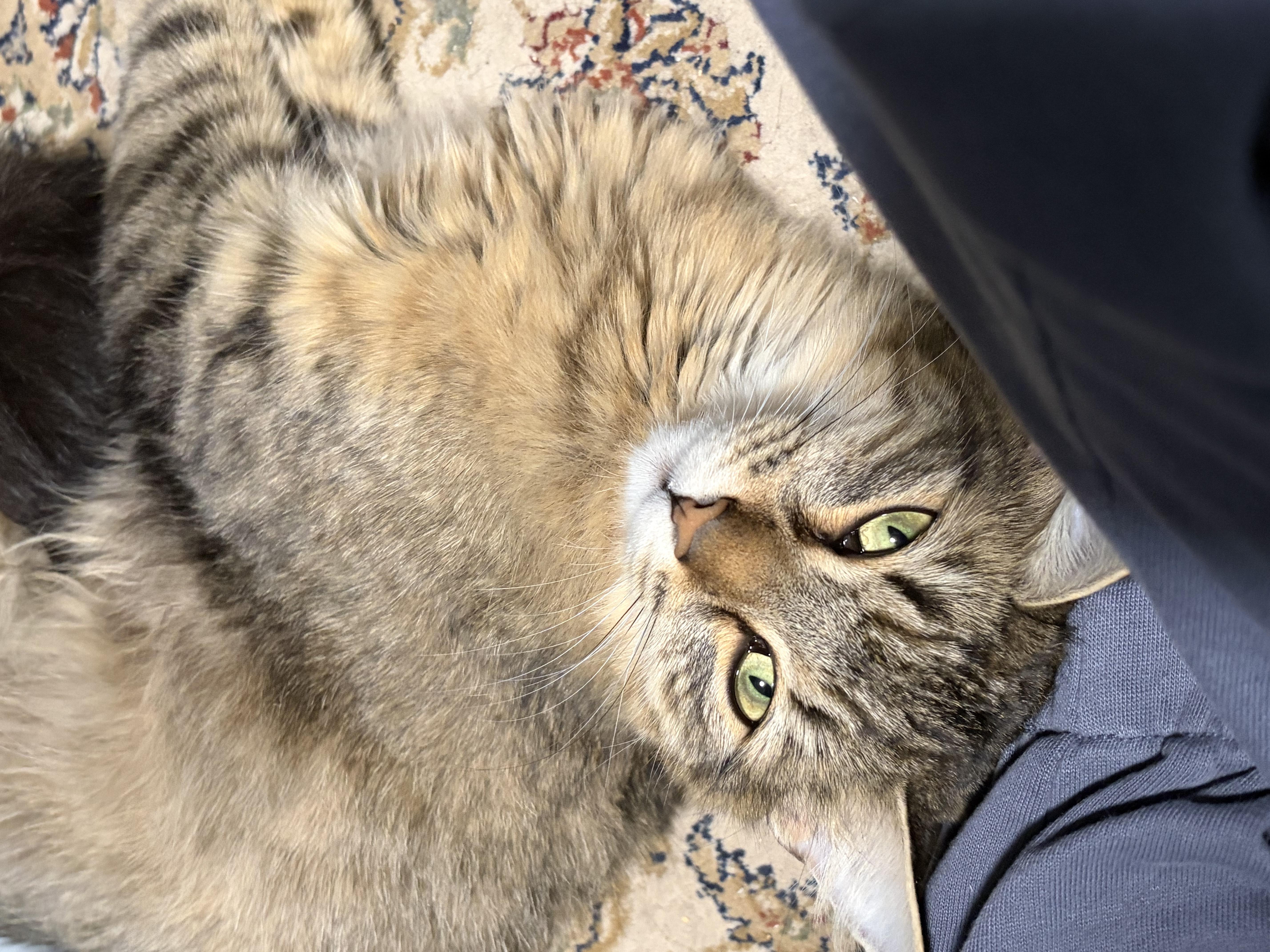 A young medium-sized female Tabby (Buff / Tan / Fawn) Domestic Long Hair cat named Laleh for adoption in New Britain, CT