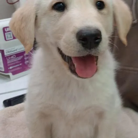 A baby small-sized male Yellow / Tan / Blond / Fawn Collie dog named Blondie for adoption in Grand Rapids, MN