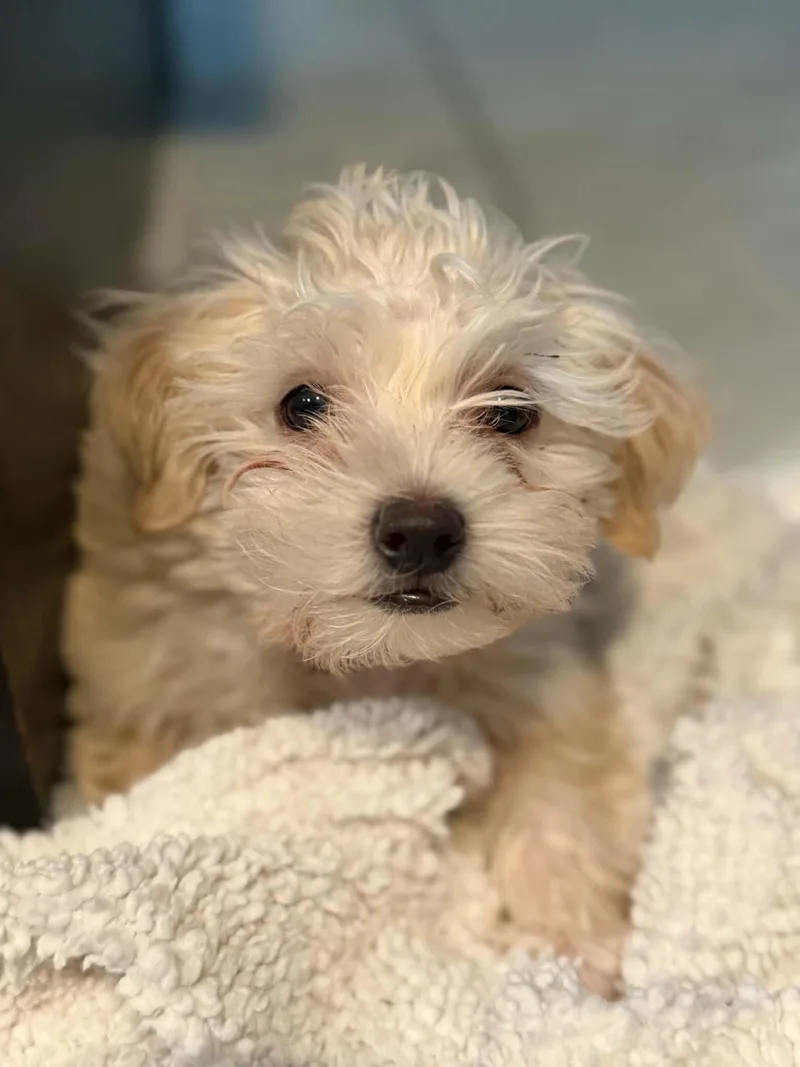 A baby small-sized male White / Cream Havanese dog named The Pink Puppies  for adoption in Phoenix, AZ