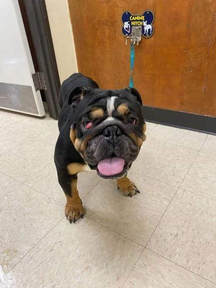 An adult medium-sized male English Bulldog dog named Gizmo for adoption in Burlington, WA