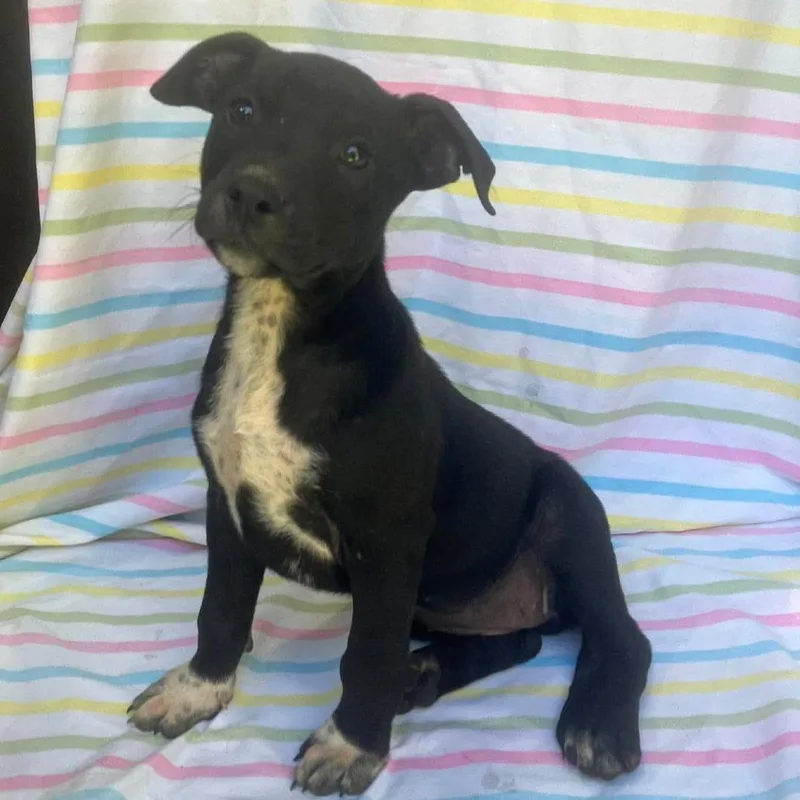 A baby medium-sized female Australian Cattle Dog / Blue Heeler dog named Sarah for adoption in Alexandria, VA