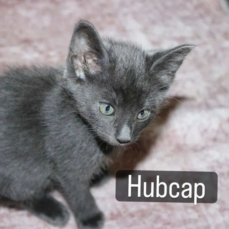 A baby small-sized female Domestic Short Hair cat named Hubcap for adoption in New Braunfels, TX