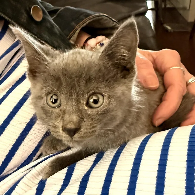 A baby small-sized male Gray / Blue / Silver Russian Blue cat named Silver for adoption in Long Beach, CA