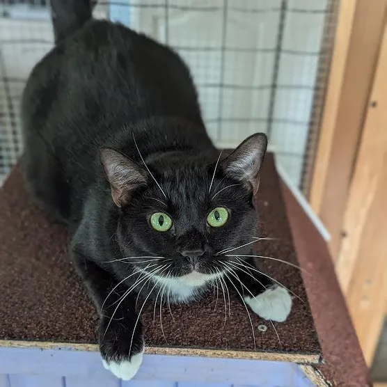 An adult medium-sized female Black & White / Tuxedo Tuxedo cat named Exner for adoption in Shippenville, PA