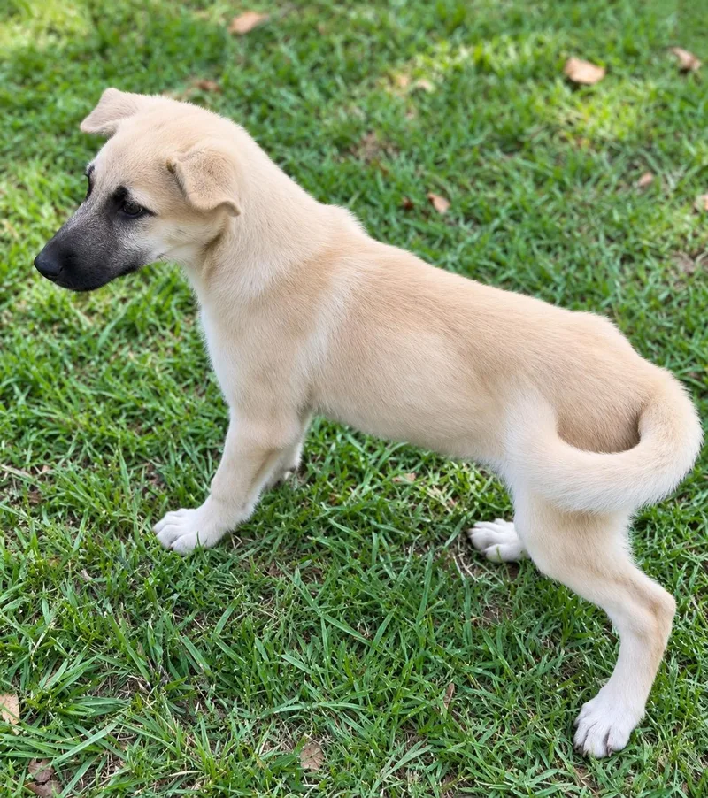 A baby large-sized female German Shepherd Dog dog named Velma for adoption in Kiln, MS