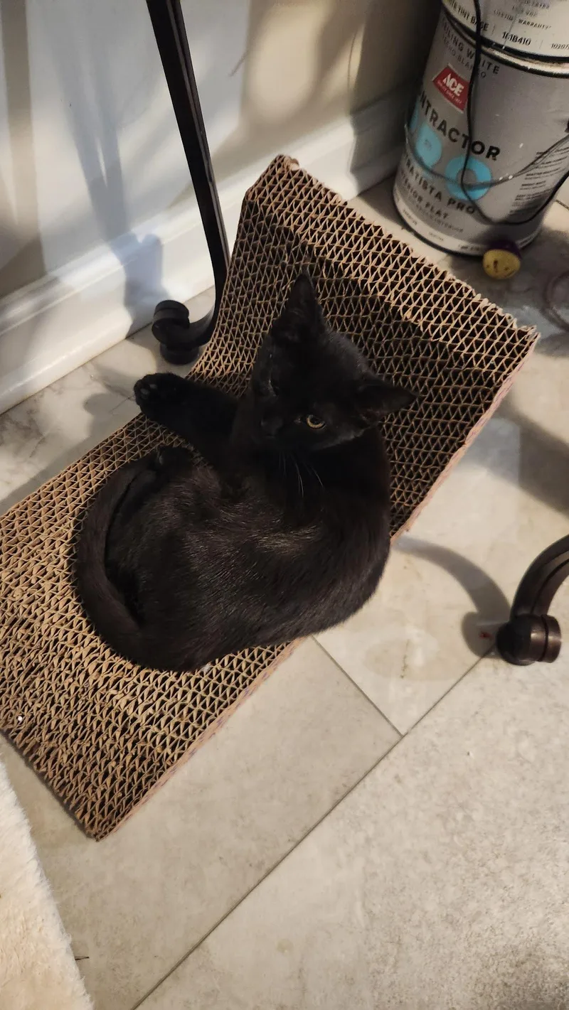 A young medium-sized female American Shorthair cat named Luna for adoption in Roanoke, AL