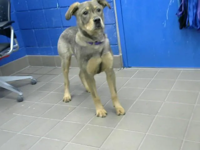 A young large-sized male German Shepherd Dog dog named Kenai for adoption in Albuquerque, NM