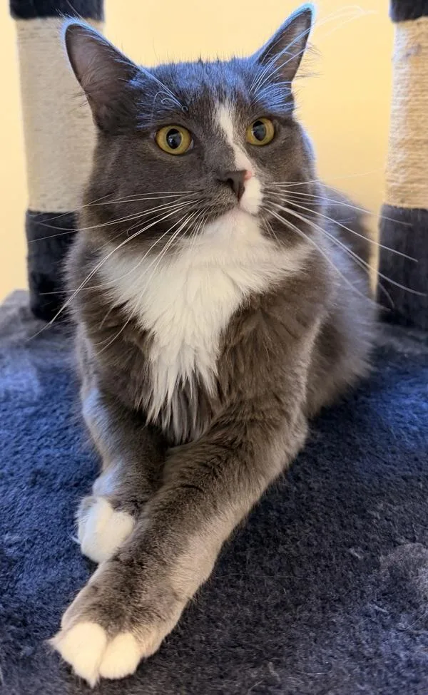A young small-sized female Domestic Medium Hair cat named Rose for adoption in Monterey, CA