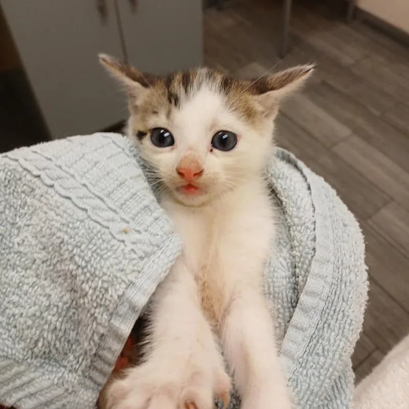 An adult large-sized female White Domestic Short Hair cat named Little Bit for adoption in Jacksonville, FL