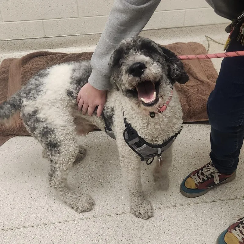 An adult medium-sized male Mixed Breed dog named Toby for adoption in Murray, UT