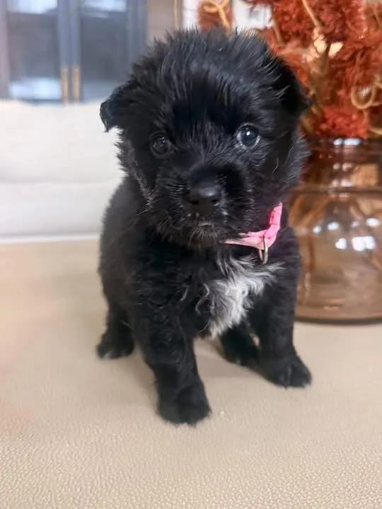 A baby medium-sized female White / Cream Australian Shepherd dog named Bindi for adoption in Mount Juliet, TN