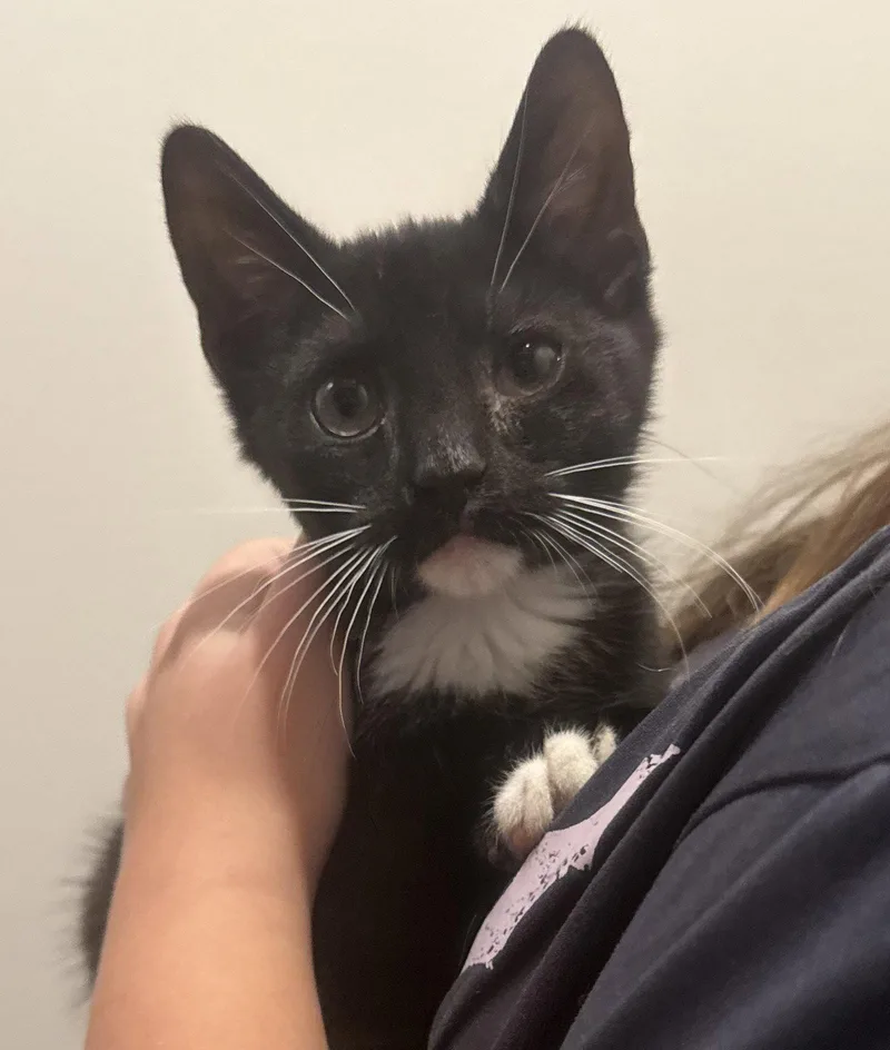 A baby medium-sized male Black & White / Tuxedo Domestic Short Hair cat named Wonka for adoption in Forest, VA