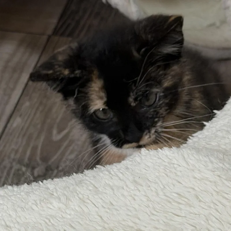 A baby medium-sized female Domestic Short Hair cat named Ella for adoption in Denver, NC