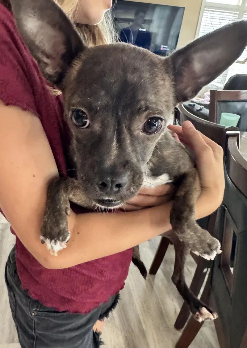 A young small-sized female Chihuahua dog named Sassy for adoption in Gainesville, VA
