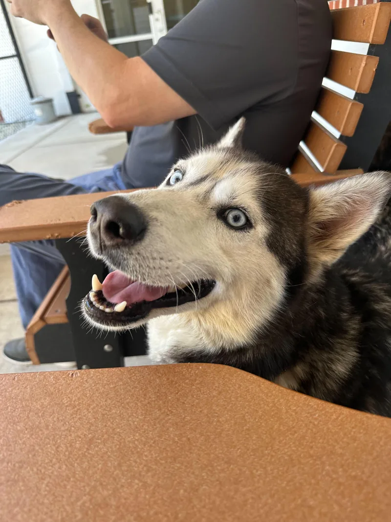 An adult medium-sized male Black Siberian Husky dog named Hybern for adoption in Maidens, VA