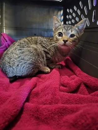 A baby small-sized male Domestic Short Hair cat named Lion for adoption in Houston, TX