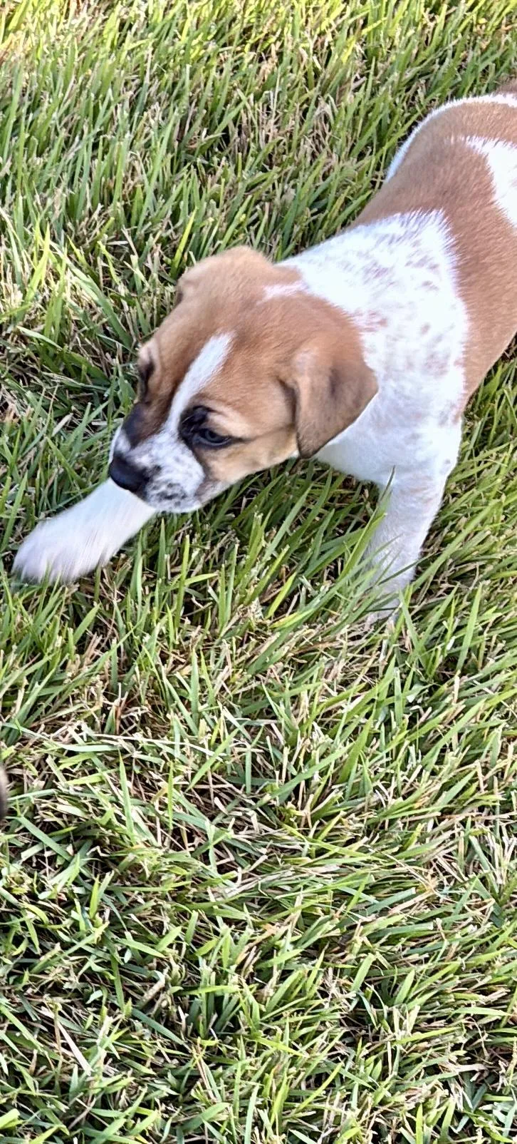 A baby medium-sized male Brown / Chocolate Beagle dog named Turtle for adoption in Cordova, TN