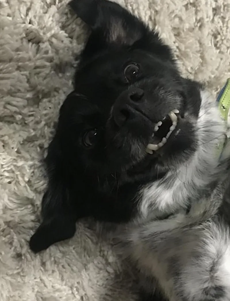 Oreo