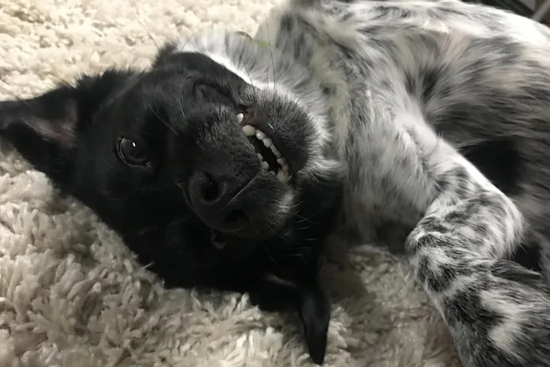 Oreo thumbnail 3