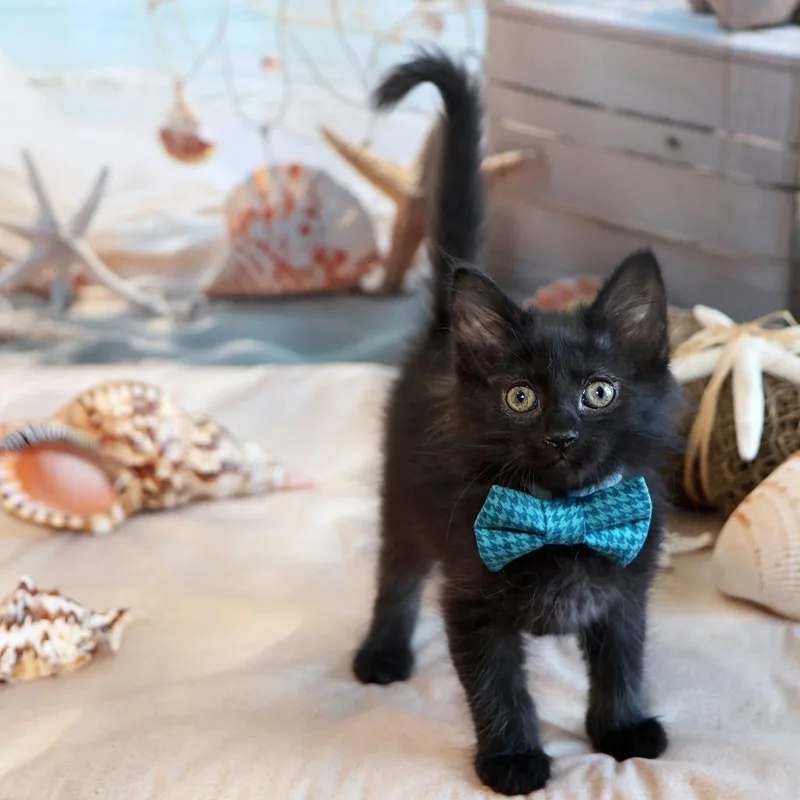 A baby small-sized male Black Domestic Long Hair cat named Grizzly for adoption in FAIRWAY, KS