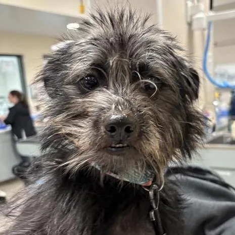 A young small-sized male Black Mixed Breed dog named Mac for adoption in Jacksonville, FL