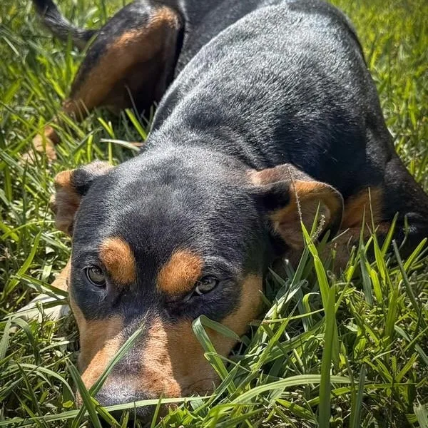 A young medium-sized female Bicolor Rottweiler dog named Jess for adoption in Williston, VT