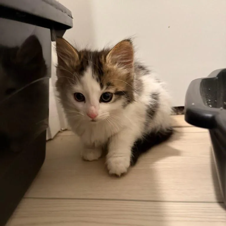 A baby small-sized female White Domestic Medium Hair cat named Starlight for adoption in Greenfield, IN