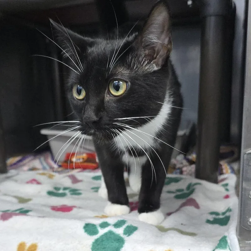 A young small-sized female Black Domestic Short Hair cat named Flossie for adoption in Yanceyville, NC