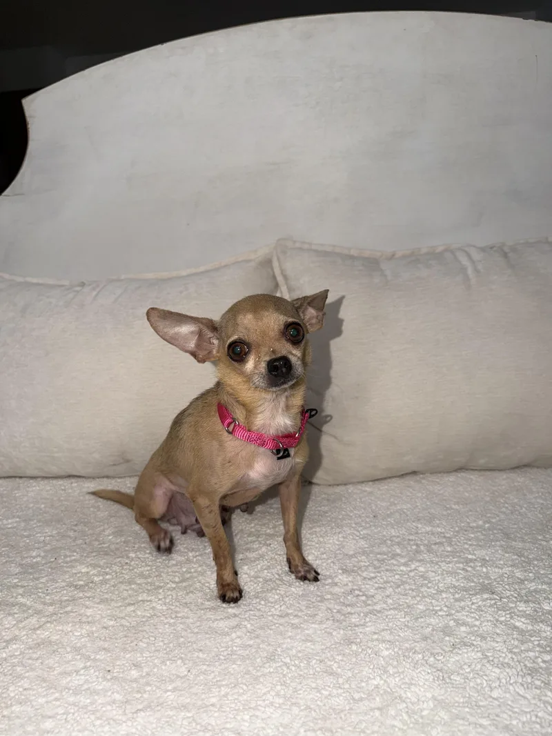 Tilly