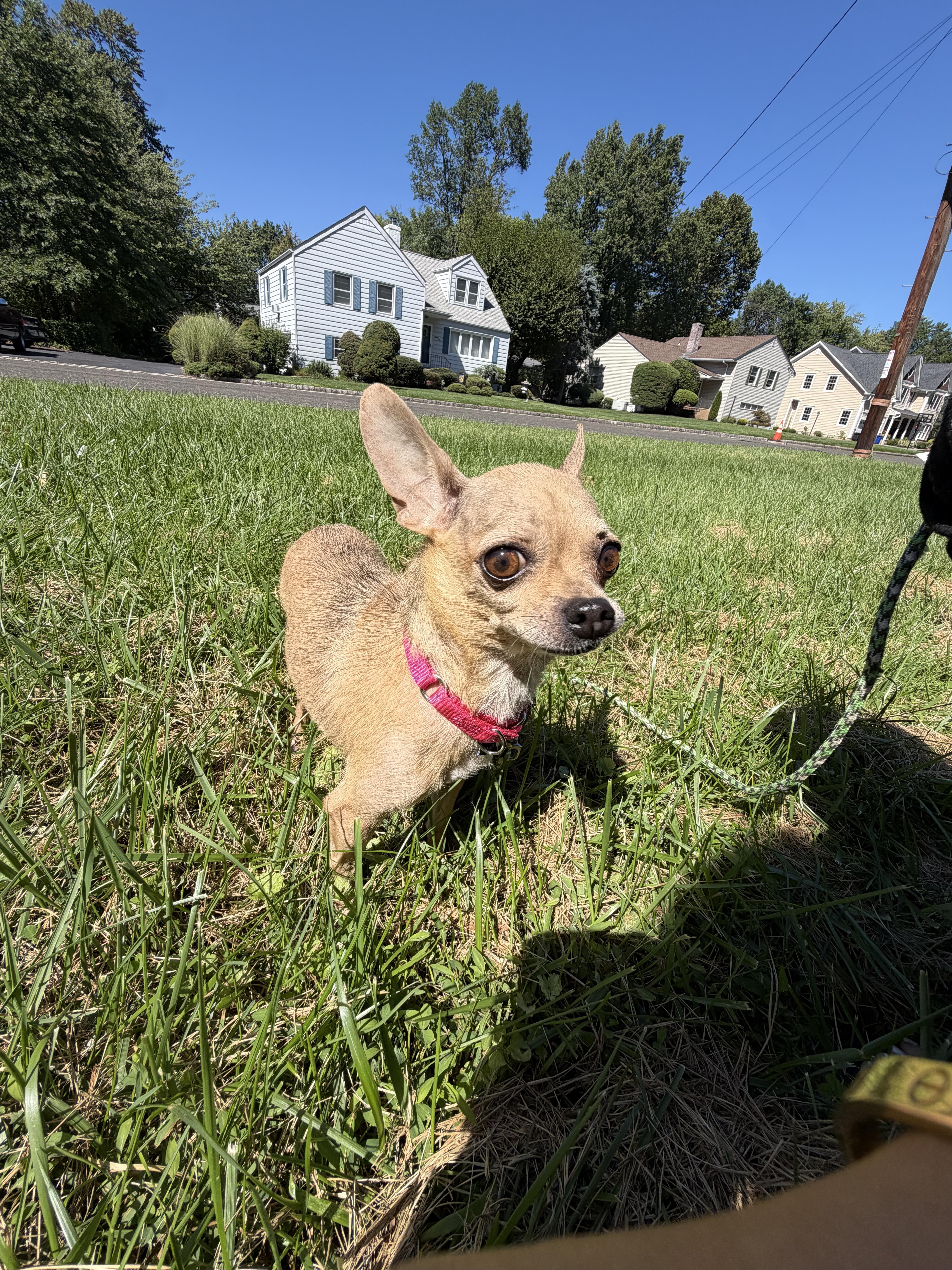 Tilly thumbnail 5