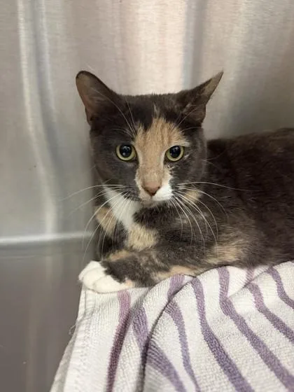 An adult small-sized female Domestic Medium Hair cat named Muffin for adoption in North Miami Beach, FL
