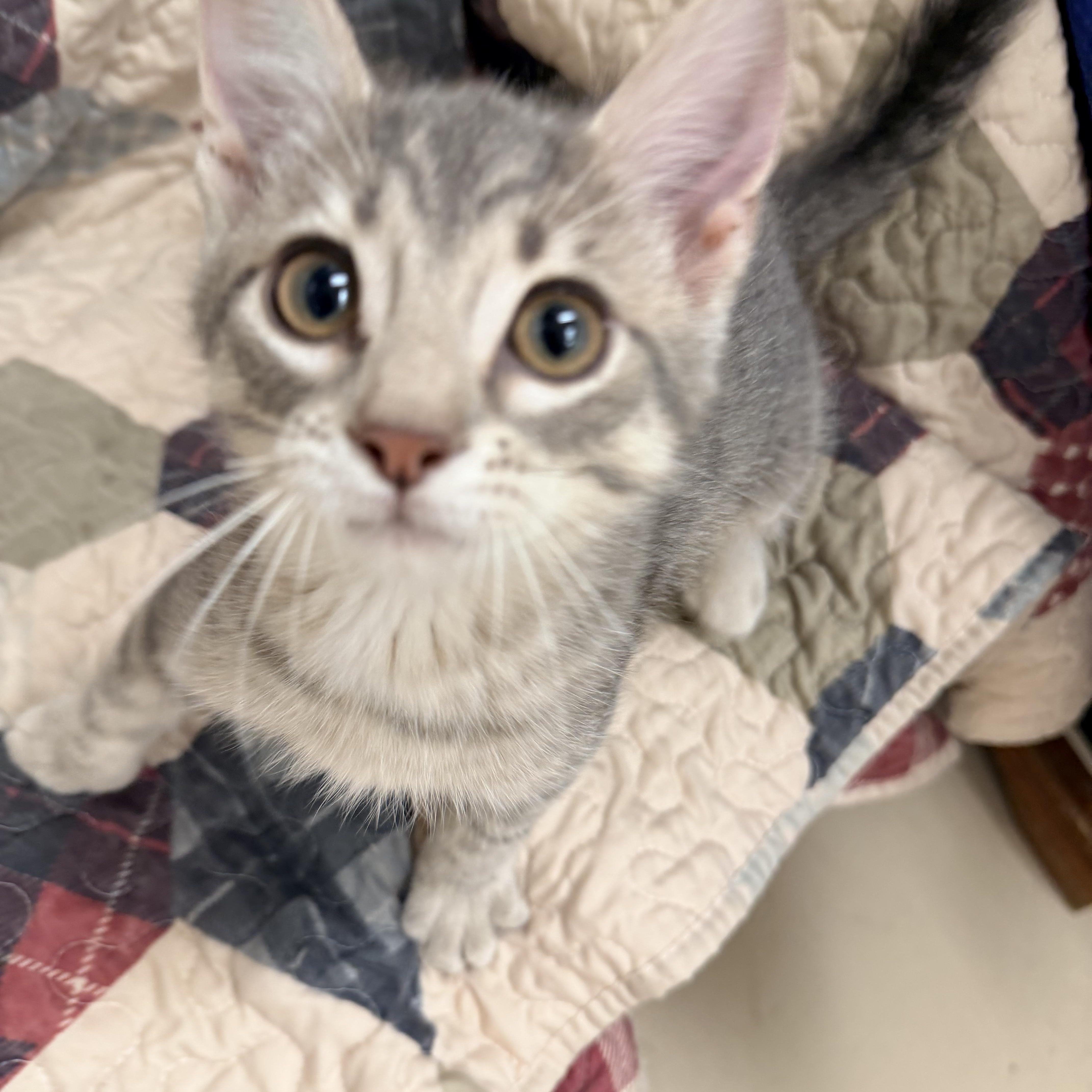 A baby medium-sized male Tabby (Gray / Blue / Silver) Domestic Short Hair cat named Gerald for adoption in Logan, OH