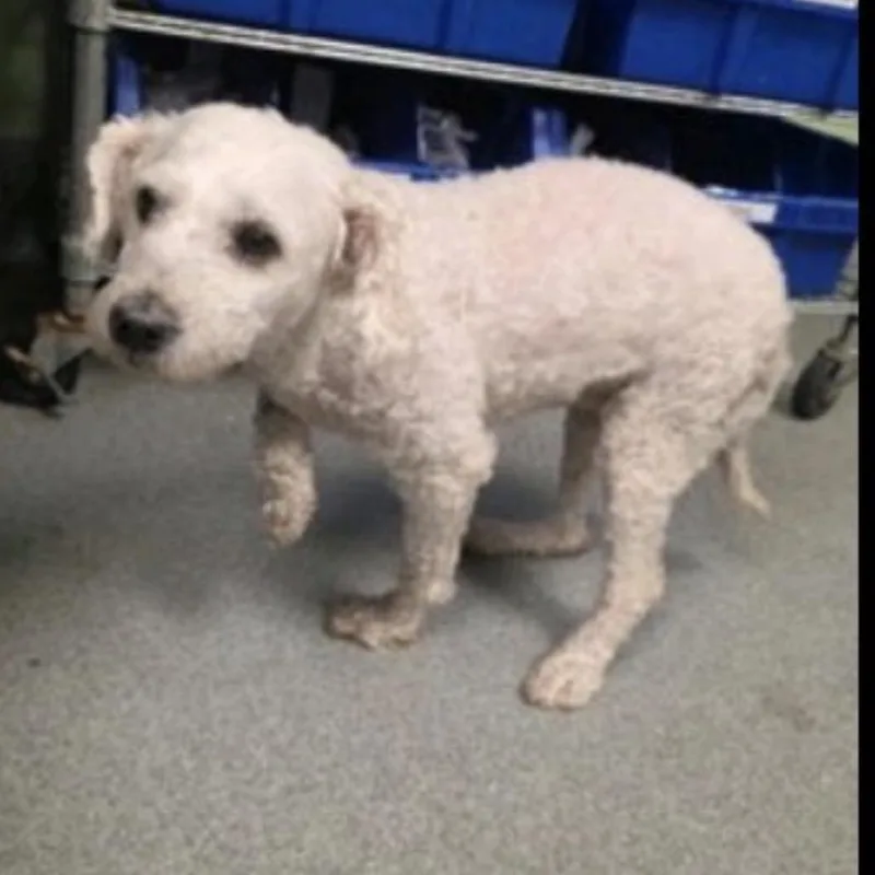 An adult small-sized female White / Cream Bichon Frise dog named Mitzy for adoption in Baton Rouge, LA