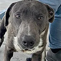 An adult medium-sized male Gray / Blue / Silver Labrador Retriever dog named Grayboy  URGENT for adoption in Thousand Oaks, CA