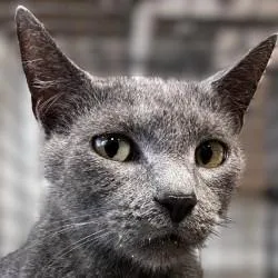 A young medium-sized female Domestic Short Hair cat named Colette for adoption in Brenham, TX