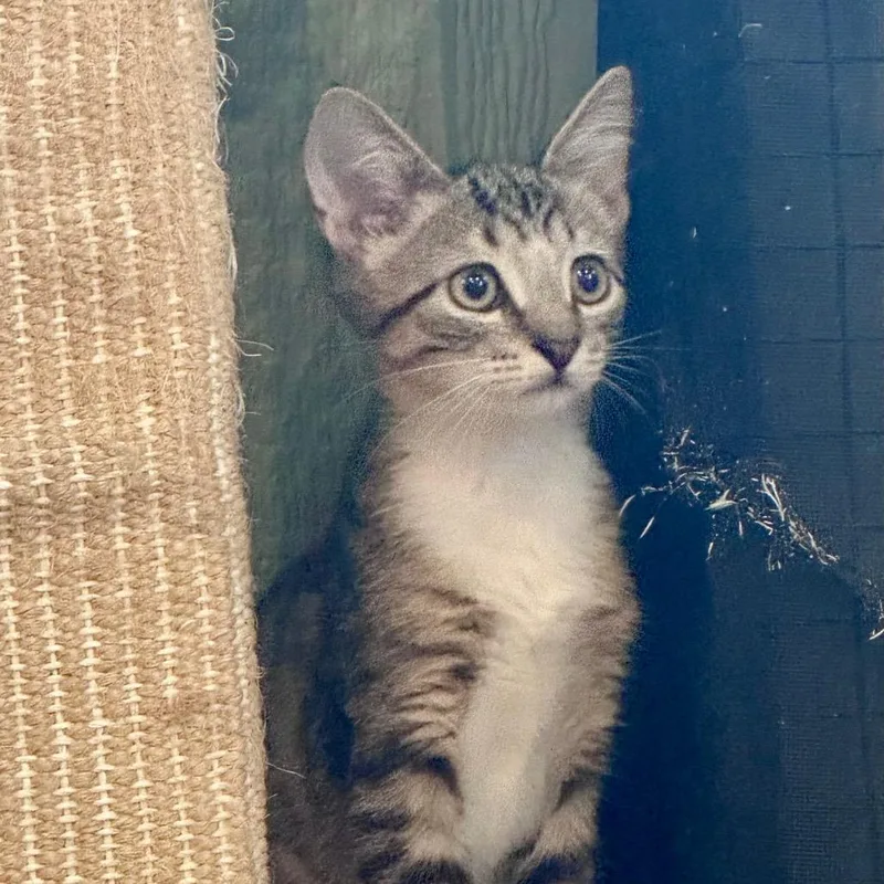 A baby small-sized male Brown / Chocolate Domestic Short Hair cat named Wasabi for adoption in Lake Panasoffkee, FL
