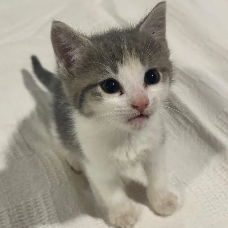 A baby small-sized female Gray / Blue / Silver Domestic Short Hair cat named Mayhem for adoption in Union City, PA