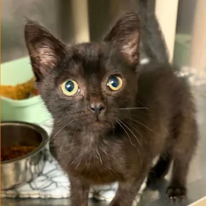 A baby small-sized male Black Domestic Short Hair cat named Leaf for adoption in Concord, NC