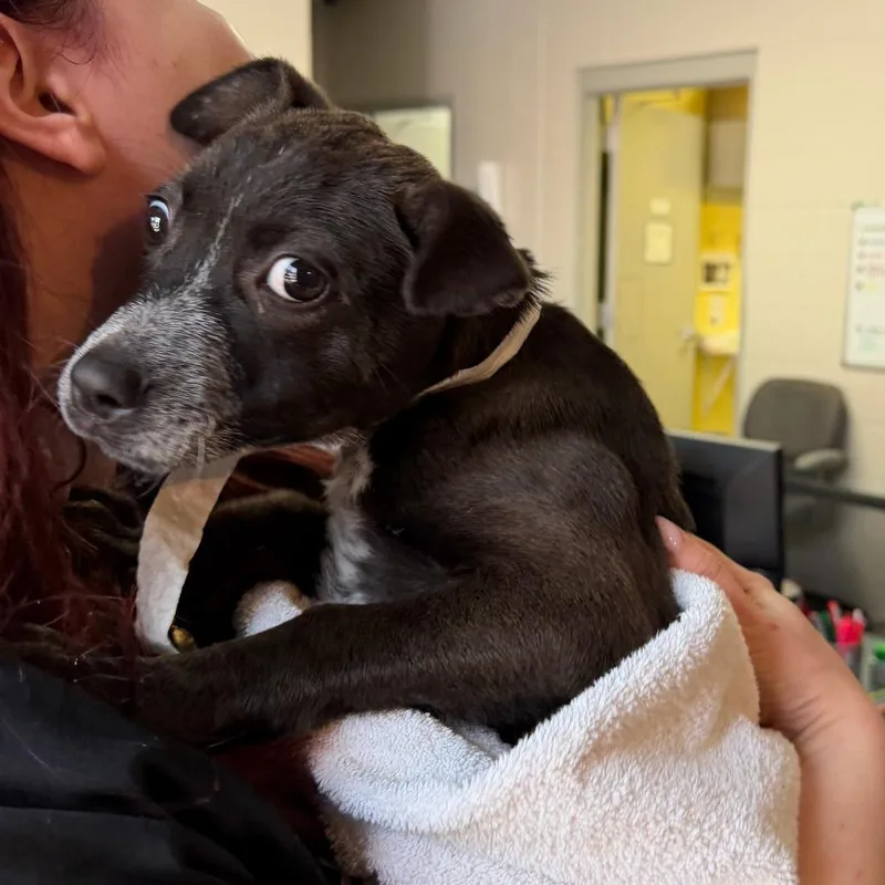 A baby small-sized female Black Mixed Breed dog named Kennedy for adoption in Grand Rapids, MI