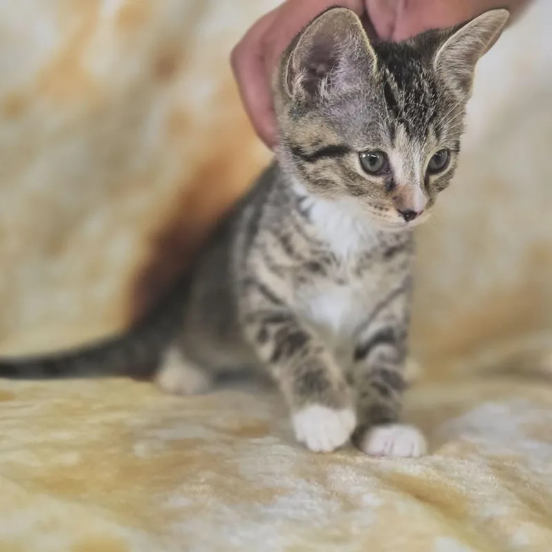 A baby small-sized female Brown / Chocolate Domestic Short Hair cat named Honey for adoption in Gordonsville, TN