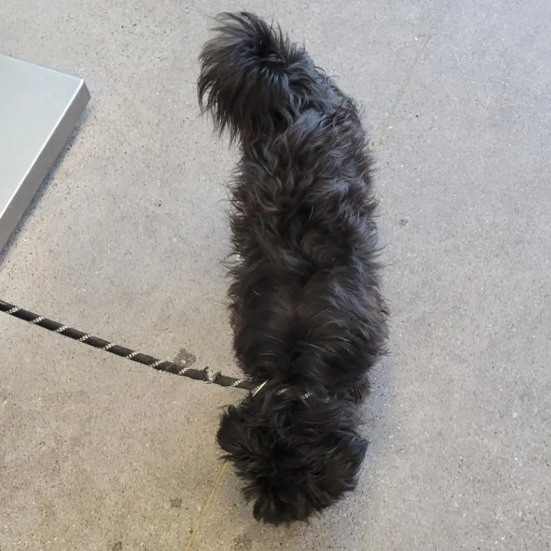 Oreo