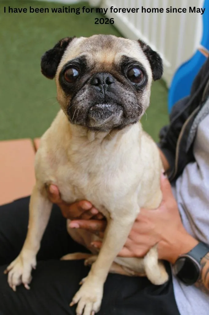 Muriel